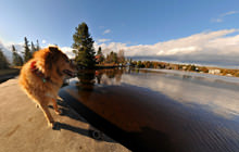 Nugget at the lake, Lac à la truite, Thetford - Virtual tour
