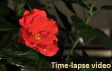 Hibiscus blooming, Time-lapse - Virtual tour